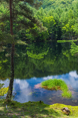 日本　長野県茅野市にある御射鹿池　水面に鏡面反射する新緑のカラマツの木々