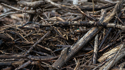 A pile of dead wood with some green leaves on it