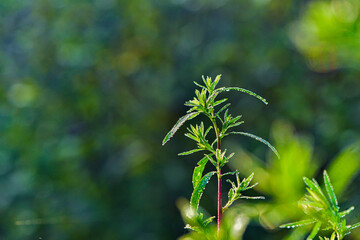 The natural growth of vines and weeds in the fields is the main vegetation in the eastern part of North China
