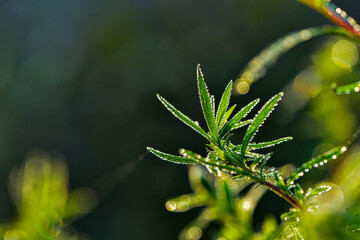 The natural growth of vines and weeds in the fields is the main vegetation in the eastern part of North China