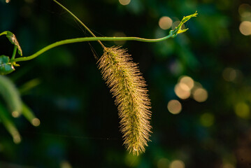 The natural growth of vines and weeds in the fields is the main vegetation in the eastern part of North China