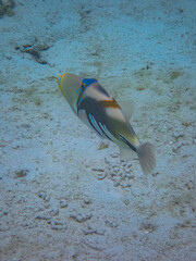 Obraz premium Rarotonga (August 2024).