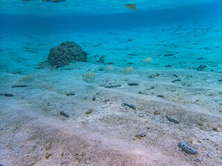 Fototapeta premium Rarotonga (August 2024).
