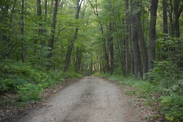 Fototapeta premium path in the woods