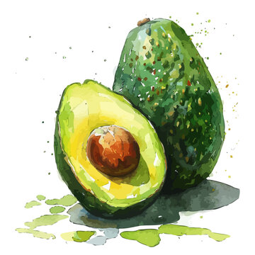 recommend clip art: Watercolor vector of avocado fruit, isolated on a white background, and avocado fruit vector