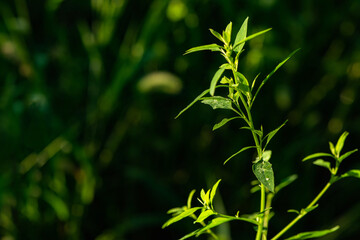 The natural growth of vines and weeds in the fields is the main vegetation in the eastern part of North China