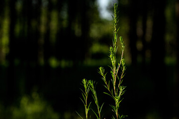 The natural growth of vines and weeds in the fields is the main vegetation in the eastern part of...