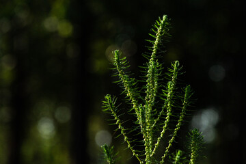 The natural growth of vines and weeds in the fields is the main vegetation in the eastern part of North China