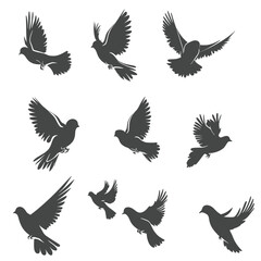Fototapeta premium Silhouettes of various birds in flight against a white background.