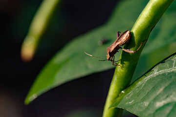 Wild plants, insects, and spiders captured by macro lenses