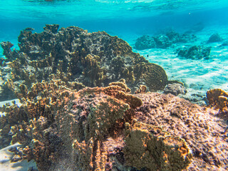 Obraz premium Rarotonga (August 2024).