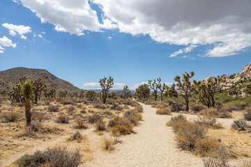 A scenic desert path in Joshua Tree National Park, California, lined with iconic Joshua trees under...
