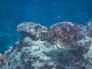 Rarotonga (August 2024).