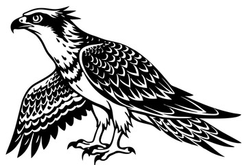 osprey bird, osprey silhouette vector, hawk osprey bird vector illustration