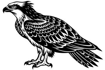 osprey bird, osprey silhouette vector, hawk osprey bird vector illustration