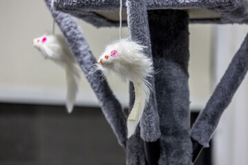 Close up to two cat, kitty, kitten toys with the shape of white fur mice with pink ears and eyes hanging from the stand tube of a cat tree, blurry background.
