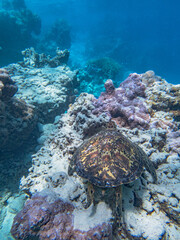 Naklejka premium Rarotonga (August 2024).