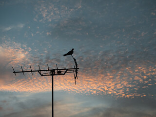 a bird is sitting on a antenna with sunset sky background