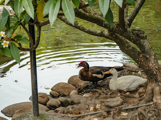 ducks are sitting on the ground by the water.