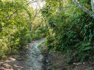 The beautiful mountain path surrounded by trees.