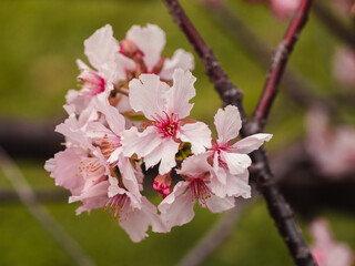 sakura trees, pink cherry blossom