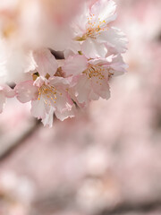sakura trees, pink cherry blossom