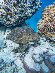 Obraz premium Rarotonga (August 2024).