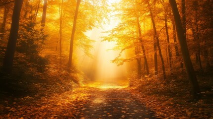 Naklejka premium A Sunlit Path Through an Autumnal Forest
