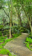 path in the forest or woods.