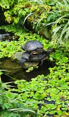 stacked turtles in pond