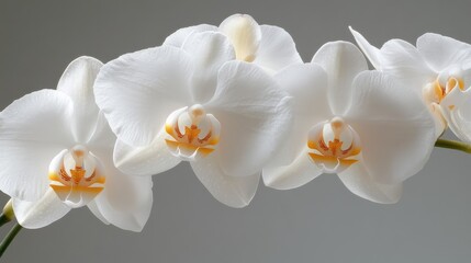 A close-up of Phalaenopsis orchid in pure white, with its elegant petals and golden center