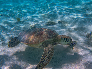 Fototapeta premium Rarotonga (August 2024).