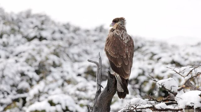 a close shot of a crested caracara perching in a tree after an autumn snow storm at monte fitz roy lookout in los glaciares national park of argentina