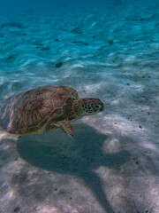 Obraz premium Rarotonga (August 2024).