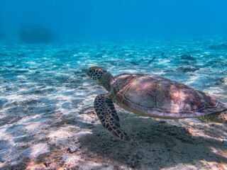 Naklejka premium Rarotonga (August 2024).