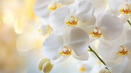 A close-up of Phalaenopsis orchid in full bloom, showcasing its elegant white petals and yellow center