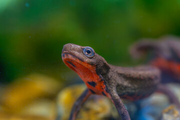 アカハライモリ