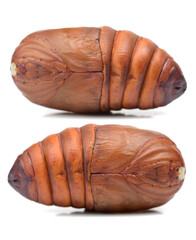 chrysalis silkworm ,silk worm cocoon on white background 