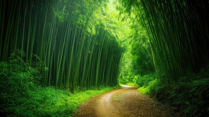 Fototapeta premium A tranquil bamboo grove with a serene path cutting through the thick, towering green stalks.