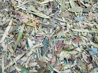 dry leaves background