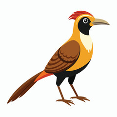 buff tailed sicklebill bird vector