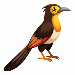 buff tailed sicklebill bird vector