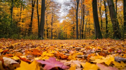 Golden Autumn Forest Path with Fallen Leaves