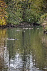 Duck and Geese Swiming