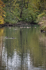 Duck and Geese Swiming
