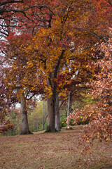 Naklejka premium Autumn In the Forest