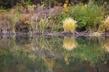 Flowers, Reeds a pond