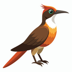 buff tailed sicklebill bird vector