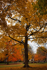 Obraz premium trees in autumn