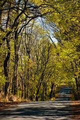 Obraz premium autumn in the woods on a country road